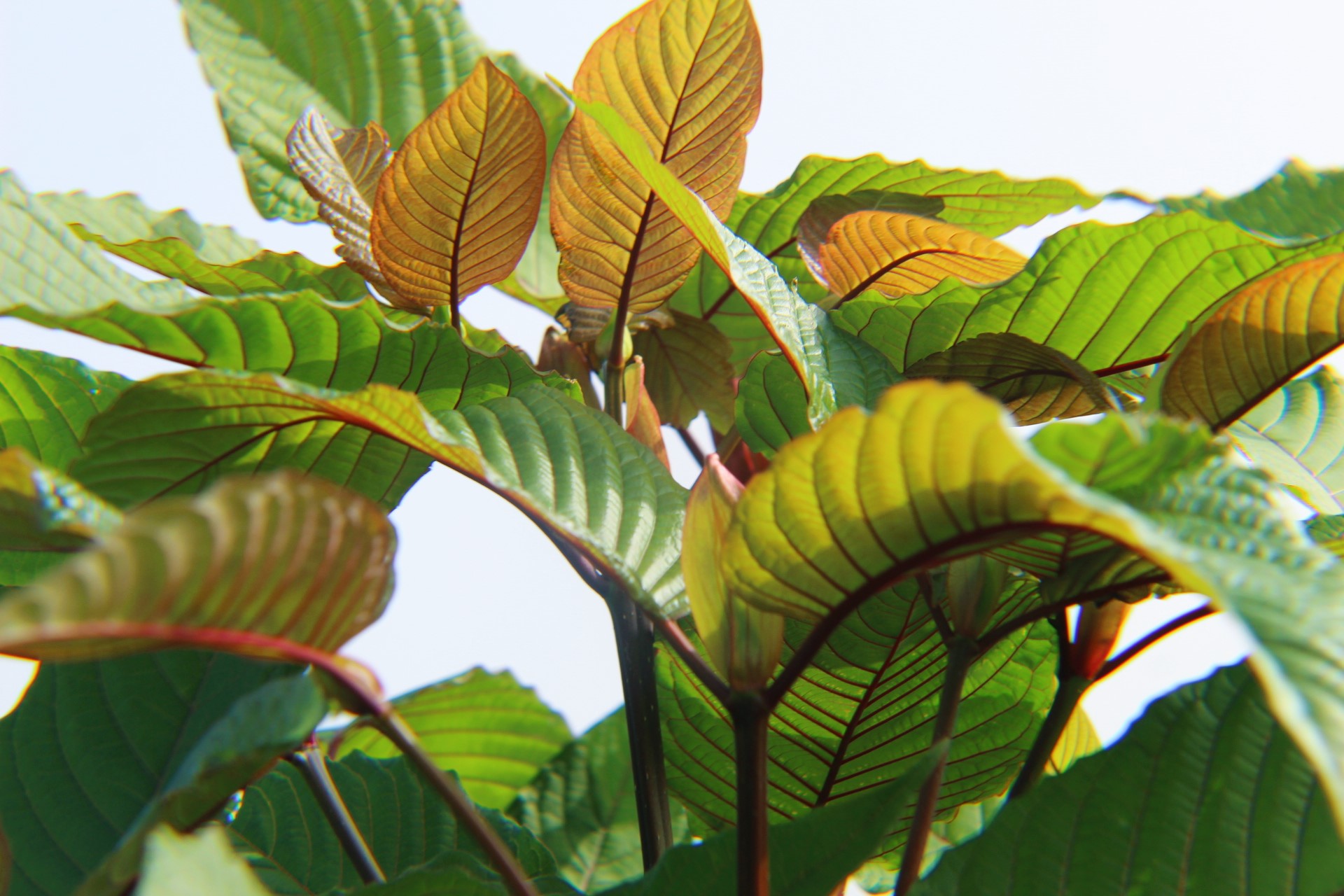 Kratom for Beginners: What You Need to Know About Strain Selection